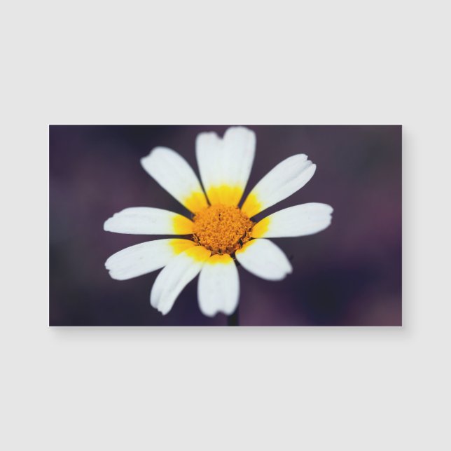 Wilde bloem (Voorkant)