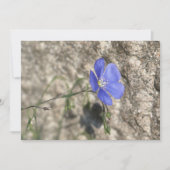 Wilde bloem (Voorkant)