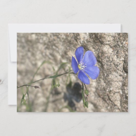 Wilde bloem (Voorkant)