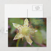 Wilde bloem 4 briefkaart (Voorkant / Achterkant)