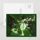 Wilde bloem briefkaart (Voorkant / Achterkant)