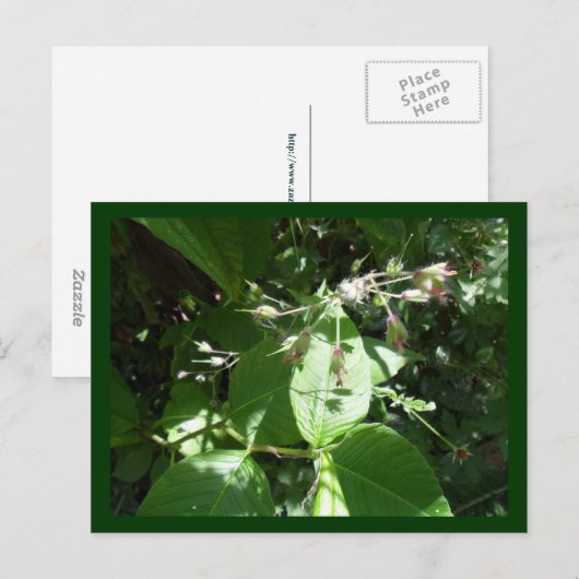 Wilde bloem briefkaart (Voorkant / Achterkant)