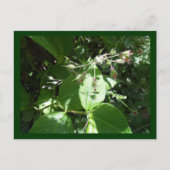 Wilde bloem briefkaart (Voorkant)