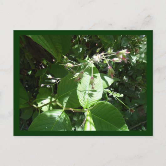 Wilde bloem briefkaart (Voorkant)