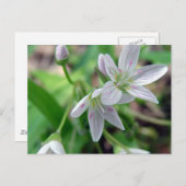 Wilde bloem briefkaart (Voorkant / Achterkant)