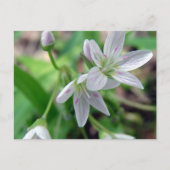 Wilde bloem briefkaart (Voorkant)