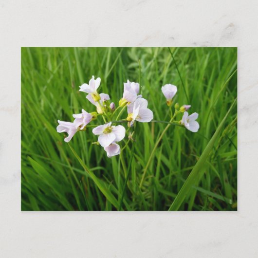 Wilde bloem briefkaart (Voorkant)