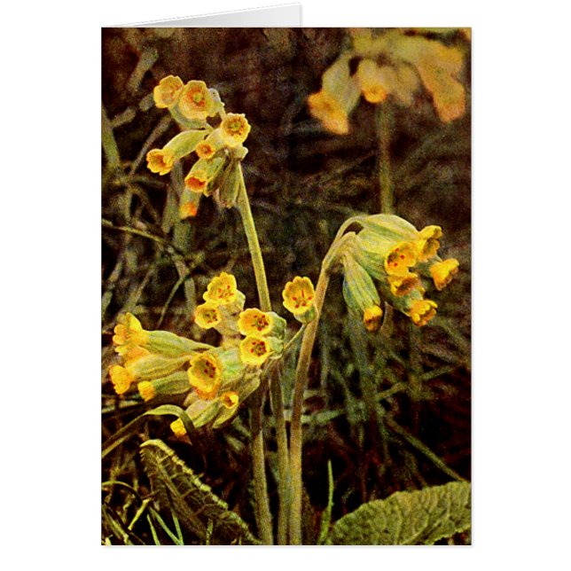 Wilde bloem: Cowslip (Voorkant)