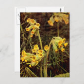 Wilde bloem: Cowslip Briefkaart (Voorkant / Achterkant)