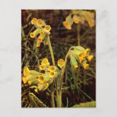 Wilde bloem: Cowslip Briefkaart (Voorkant)