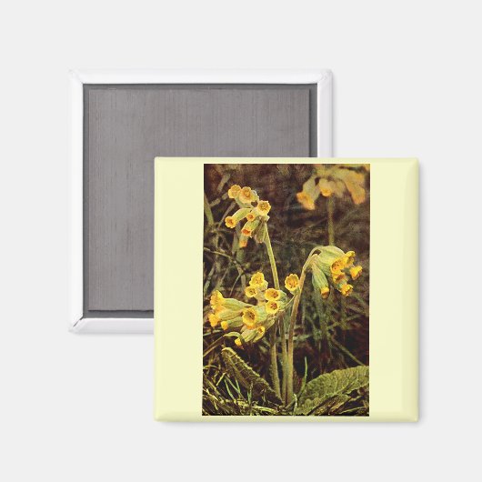 Wilde bloem: Cowslip Magneet (Voorkant / Achterkant)