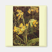 Wilde bloem: Cowslip Magneet (Voorkant)