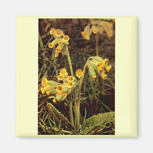 Wilde bloem: Cowslip Magneet (Voorkant)