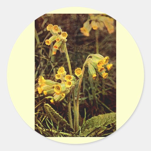 Wilde bloem: Cowslip Ronde Sticker (Voorkant)