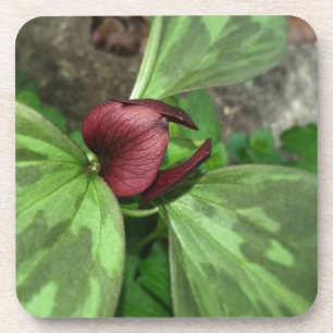 Wilde bloem drankjes onderzetter