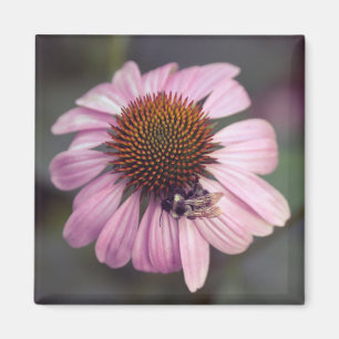 Wilde bloem - Paarse Conefloer / Echinacea Magneet