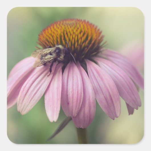 Wilde bloem - Paarse Conefloer / Echinacea Vierkante Sticker (Voorkant)