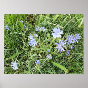 Wilde bloem poster
