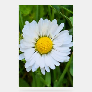 Wilde Bloem Roemenië – Botanische Macro Fotografie Acryl Bord