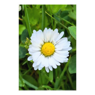 Wilde Bloem Roemenië – Botanische Macro Fotografie Foto Afdruk