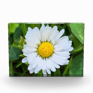 Wilde Bloem Roemenië – Botanische Macro Fotografie Fotoblokken