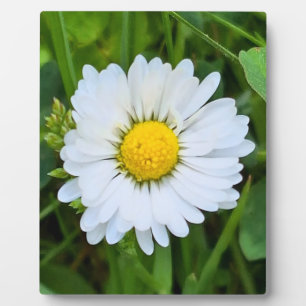 Wilde Bloem Roemenië – Botanische Macro Fotografie Fotoplaat