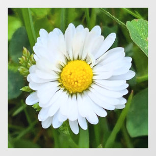 Wilde Bloem Roemenië – Botanische Macro Fotografie Raamsticker