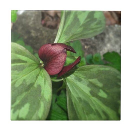 Wilde bloem tegeltje (Voorkant)