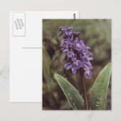 Wilde bloem: Vroege Paarse orchideeën Briefkaart (Voorkant / Achterkant)