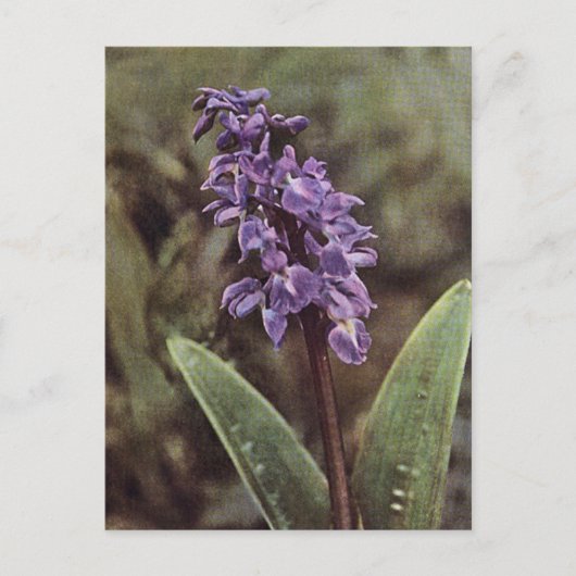 Wilde bloem: Vroege Paarse orchideeën Briefkaart (Voorkant)