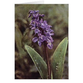 Wilde bloem: Vroege Paarse orchideeën Kaart