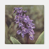 Wilde bloem: Vroege Paarse orchideeën Magneet (Voorkant)