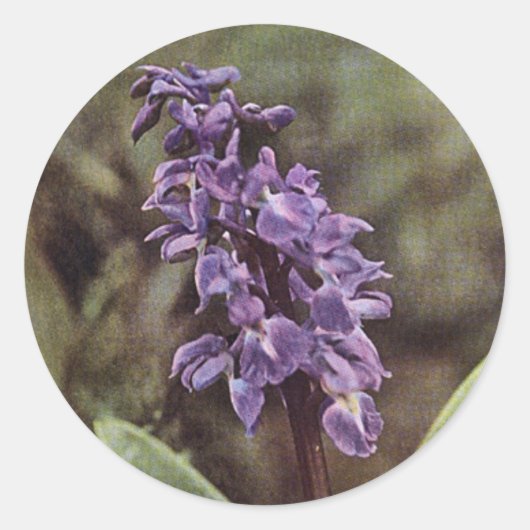 Wilde bloem: Vroege Paarse orchideeën Ronde Sticker (Voorkant)