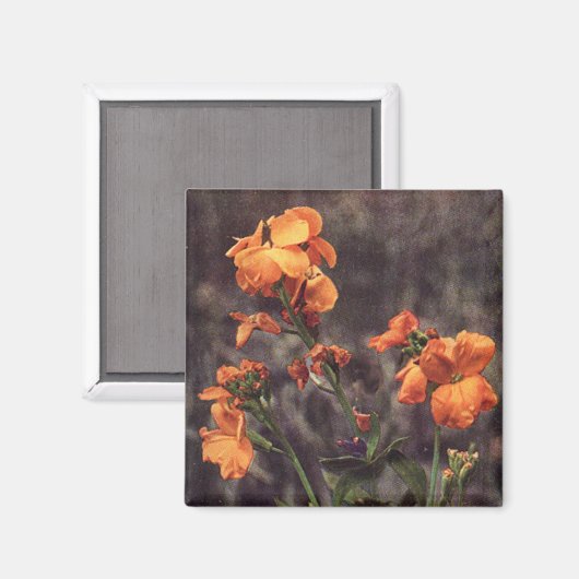 Wilde bloem: Wallbloem Magneet (Voorkant / Achterkant)