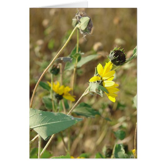 Wilde bloemen (Voorkant)