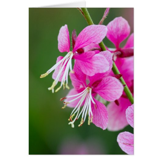 Wilde bloemen  (Voorkant)