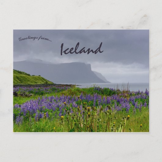Wilde bloemen aan de kust van Thingeyri IJsland Briefkaart (Voorkant)