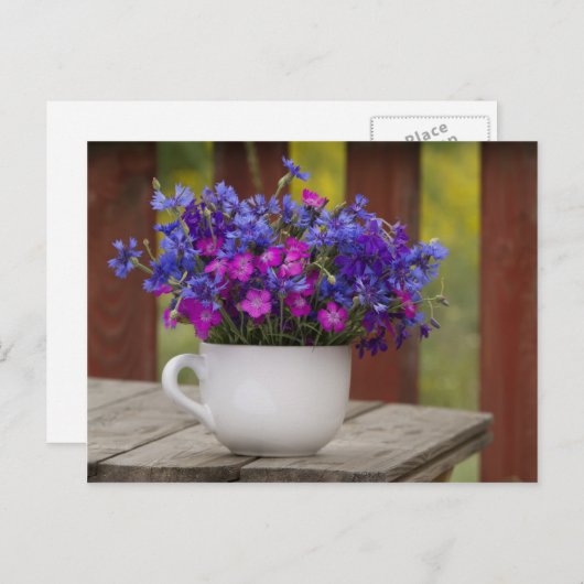 wilde bloemen, anjers en cornbloemen briefkaart (Voorkant / Achterkant)