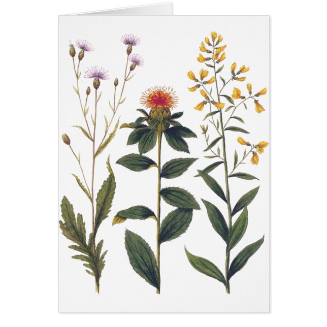 Wilde bloemen Antiek Botanische illustratie Bertuc (Voorkant)