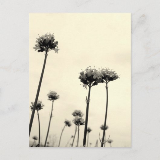 Wilde bloemen (B&W) Briefkaart (Voorkant)