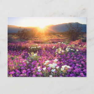 Wilde bloemen bij zonsondergang   Anza-Borrego Des Briefkaart
