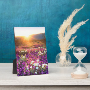 Wilde bloemen bij zonsondergang   Anza-Borrego Des Fotoplaat