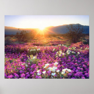 Wilde bloemen bij zonsondergang   Anza-Borrego woe Poster