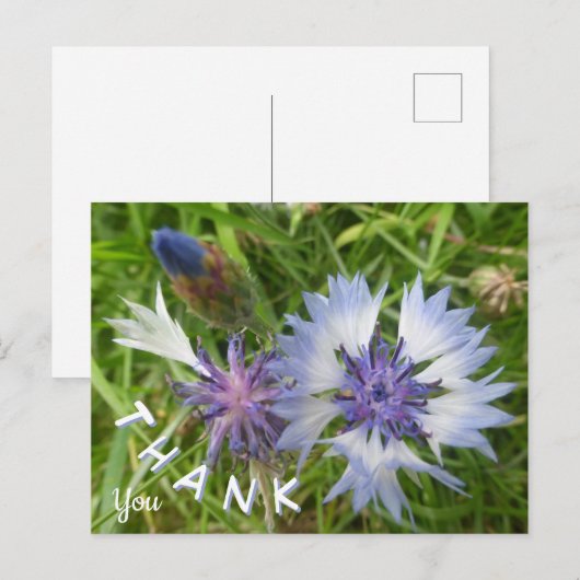 Wilde bloemen: Blauwe korenbloemen dank u Briefkaa Briefkaart (Voorkant / Achterkant)