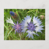 Wilde bloemen: Blauwe korenbloemen DIY Briefkaart (Voorkant)