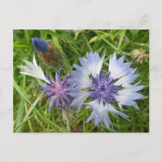 Wilde bloemen: Blauwe korenbloemen DIY Briefkaart (Voorkant)