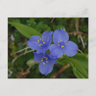 Wilde Bloemen Blauwe Spiderwort Hot Springs AR Cad Briefkaart