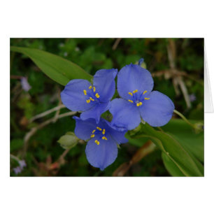 Wilde bloemen Blauwe Spiderwort Hot Springs AR Gif