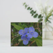 Wilde bloemen Blauwe Spiderwort Hot Springs AR Gif Briefkaart (Staand voorkant)