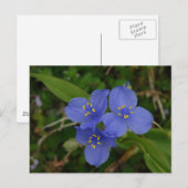 Wilde bloemen Blauwe Spiderwort Hot Springs AR Gif Briefkaart (Voorkant / Achterkant)